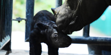 El nacimiento de 2 rinocerontes de Sumatra en 2023 da esperanzas a la especie en extinción