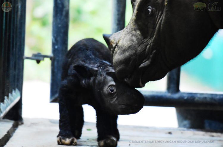 El nacimiento de al menos dos rinocerontes de Sumatra a lo largo de 2023 en el parque natural Way Kambas, en la isla indonesia de Sumatra, da esperanzas a las autoridades para la conservación de esta especie en peligro crítico de extinción. EFE/ Parque Natural Way SOLO USO EDITORIAL/SOLO DISPONIBLE PARA ILUSTRAR LA NOTICIA QUE ACOMPAÑA (CRÉDITO OBLIGATORIO)