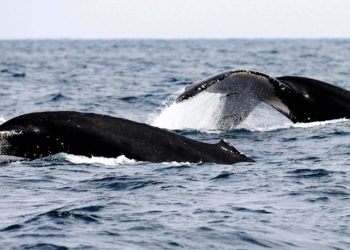 Elaboran el primer «atlas de ballenas» para reducir sus colisiones con los buques