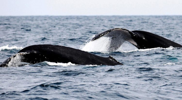 Imagen de archivo de dos ballenas jorobadas en Puerto López (Ecuador). EFE/Patricio Realpe