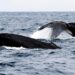 Elaboran el primer «atlas de ballenas» para reducir sus colisiones con los buques