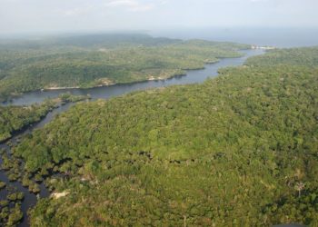 El 42 % de los bosques vírgenes de la Amazonía no tiene protección y puede desaparecer