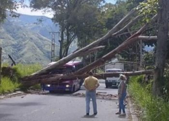 Un árbol cayó sobre una unidad de transporte público en Santa Juana