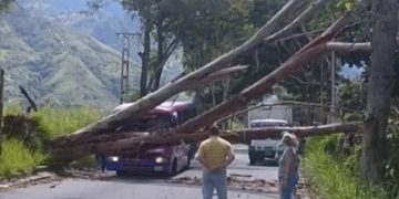 Un árbol cayó sobre una unidad de transporte público en Santa Juana