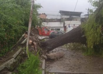 Árboles caídos y deslaves tras el aguacero de este sábado en Mérida