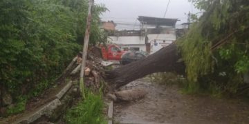 Árboles caídos y deslaves tras el aguacero de este sábado en Mérida