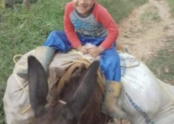 Muerte de niño mordido por culebra enciende alertas por distribución de suero antiofídico en Mérida