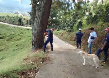 Realizan poda de árboles riesgosos en Boca del Monte