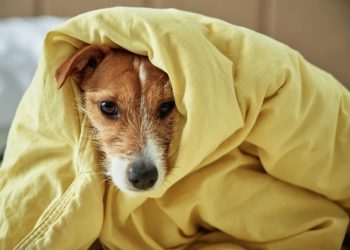#EnClaves | ¿Cómo afecta la pirotecnia a las mascotas durante las celebraciones decembrinas?