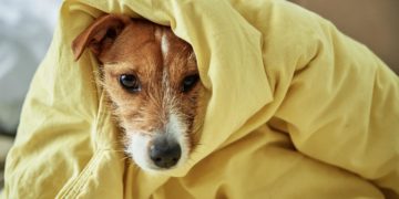 #EnClaves | ¿Cómo afecta la pirotecnia a las mascotas durante las celebraciones decembrinas?