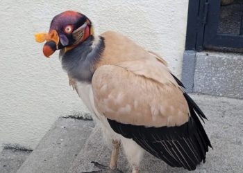 Mérida: Condor Real se robó el corazón de habitantes de Zea