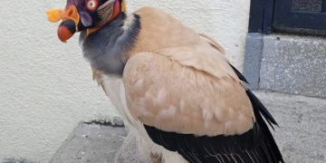 Mérida: Condor Real se robó el corazón de habitantes de Zea