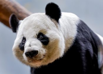 El número de pandas gigantes que vive en libertad en China ronda ya los 1.900