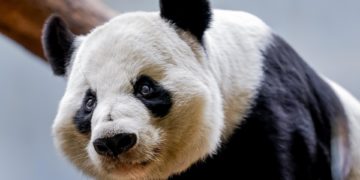 El número de pandas gigantes que vive en libertad en China ronda ya los 1.900