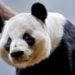 El número de pandas gigantes que vive en libertad en China ronda ya los 1.900