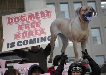 El consumo de perro: una práctica vigente en algunos países asiáticos como China y Vietnam