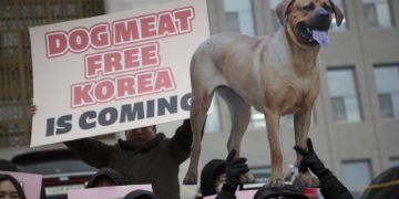 El consumo de perro: una práctica vigente en algunos países asiáticos como China y Vietnam