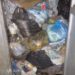 Concejal Iraly Guerrero: Sectores de Valera están repletos de basura
