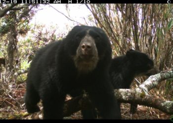 Promueven conservación del Oso Frontino y desarrollo sostenible en Los Andes venezolanos
