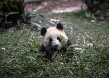 Un famoso panda de China resulta ser hembra y no macho 4 años después de su nacimiento