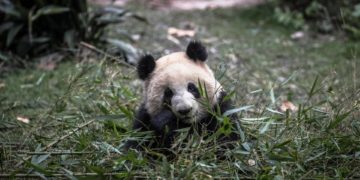 Un famoso panda de China resulta ser hembra y no macho 4 años después de su nacimiento