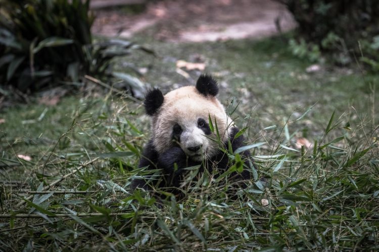 Imagen de archivo de uno de los pandas gigantes de la Reserva de Chengdu (China). EFE/EPA/ROMAN