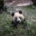 Un famoso panda de China resulta ser hembra y no macho 4 años después de su nacimiento