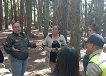 Alcaldía de Mérida vigila el Bosque de Pinos en El Valle contra daño ecológico
