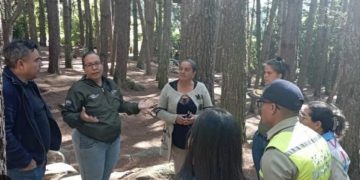 Alcaldía de Mérida vigila el Bosque de Pinos en El Valle contra daño ecológico