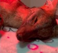 Incendios forestales afectan hábitat silvestre en Mérida