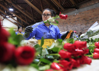 El mundo regalará rosas únicas en San Valentín gracias a los campos de Colombia
