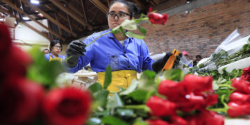 El mundo regalará rosas únicas en San Valentín gracias a los campos de Colombia