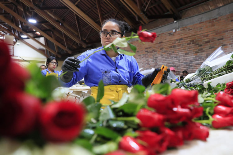 Una mujer trabaja en el empaque de rosas en la hacienda Mongibello en Chía, Cundinamarca (Colombia). EFE/ Carlos Ortega