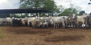 Juez internacional evaluó rebaños de Sirca