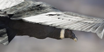 Liberados 4 cóndores andinos en el marco de un programa de recuperación natural en Chile