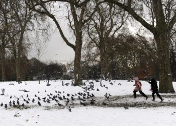 Bruselas se suma al control de las plagas de palomas urbanas con pienso anticonceptivo