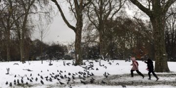 Bruselas se suma al control de las plagas de palomas urbanas con pienso anticonceptivo