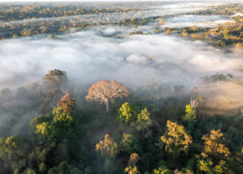 La mitad de la Amazonía puede desaparecer en 2050 y alterar el clima de toda la Tierra