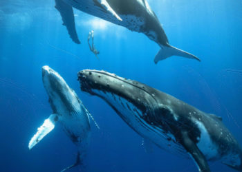 ¿Qué hace que canten las ballenas?
