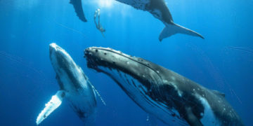 ¿Qué hace que canten las ballenas?