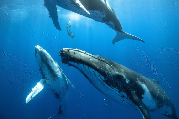 Un buceador desciende entre tres ballenas jorobadas juveniles del tamaño de un autobús urbano. Crédito: Karim Iliya.