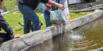 Unidades de producción truchícola de Pueblo Llano fueron reactivadas con financiamientos