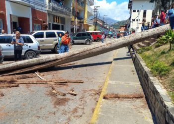 Boconeses alertan sobre caída de árboles