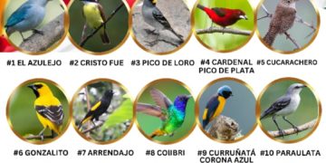 Totalización de votaciones de los Símbolos Naturales de Sucre será el sábado 2 de abril