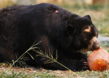 Caficultores colombianos ayudan a la protección del oso andino, una especie amenazada
