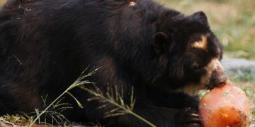 Caficultores colombianos ayudan a la protección del oso andino, una especie amenazada