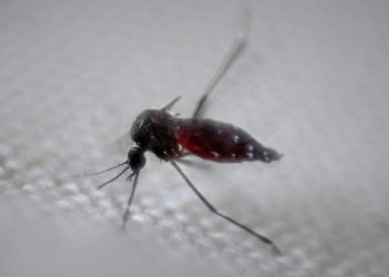 Un arzobispo brasileño pide luchar contra el dengue como penitencia en la cuaresma