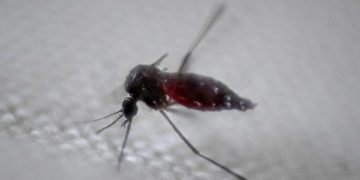 Un arzobispo brasileño pide luchar contra el dengue como penitencia en la cuaresma