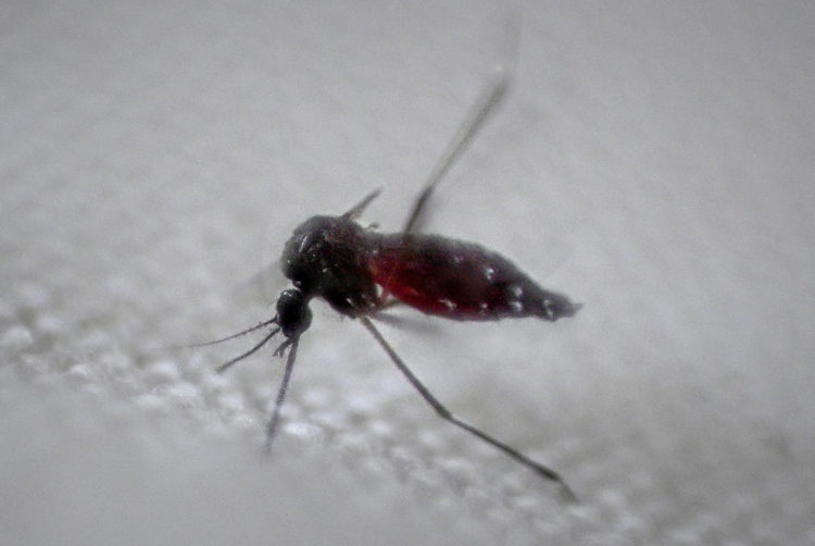 Fotografía de archivo del mosquito Aedes aegypti, transmisor del dengue. EFE/Andre Borges