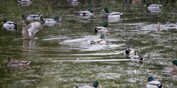 Más de la quinta parte de las especies migratorias corren peligro de extinción, según ONU